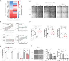 Free currency converter or travel reference card using daily oanda rate® data. Collagen Rich Omentum Is A Premetastatic Niche For Integrin A2 Mediated Peritoneal Metastasis Elife