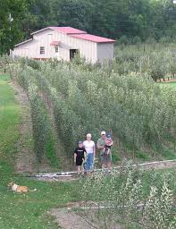 This decorative method was often used in traditional walled kitchen gardens and is perfectly suited to growing fruit in the smaller garden. Century Farm Orchards Apple Tree Nursery