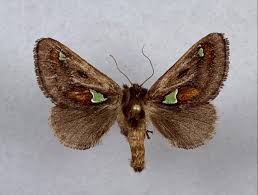 Image result for Euclea