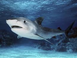 They are a large species, and exceptional individuals can reach 18 ft. Tiger Shark Wallpapers Wallpaper Cave