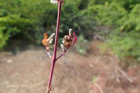 Image result for Nothosaerva brachiata