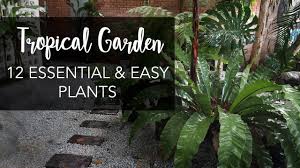 Bamboo definitely gives that tropical look and zen feeling to your garden. Top 12 Must Have Easy Plants For A Lush Tropical Garden Youtube