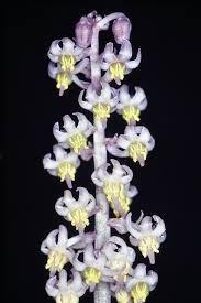 Image result for Convallariaceae