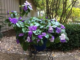Image result for Brunfelsia australis