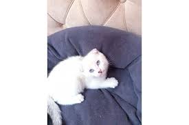 kedi sahiplendirme scottish fold