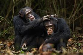 Image Result For Cool Chimpanzee Chimp Chimpanzee Primates
