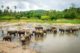 Ashoka Vatika In Sri Lanka : On A Ramayana Trail