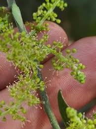 Image result for Opilia amentacea