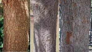 The chinese pistache is a large shade. Pistacia Chinensis Landscape Plants Oregon State University