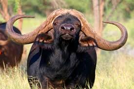 Cowry cow price in usd, eur, btc for today and historic market data. Why This Superbuffalo Just Sold For R168 Million