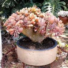 Basically a fool proof succulent and perfect for beginners. Graptoveria Fred Ives F Cristata World Of Succulents Facebook