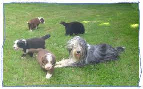 We did not find results for: Elevage Animalier Besancon Chenil Pension Animal Passion