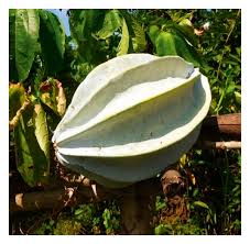 Image result for Telfairia occidentalis