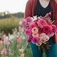 Dahlia Dig Party (Dahlia Dividing Workshop) event image