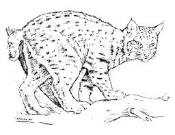 Parents may receive compensation when you click through and purchase from links contained on this website. Bobcats Wildlife Damage Management
