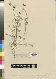 Image result for Ancylobothrys scandens