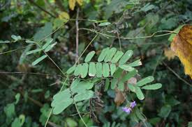 Image result for Abrus melanospermus