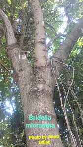 Image result for Brachylaena huillensis