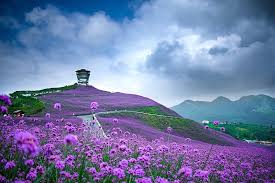 Purple flower in a field of white flowers. Purple Field Of Flowers In China Mountains Hillside Trees Clouds China Hd Wallpaper Peakpx