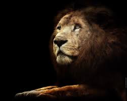 Black Background Lion Tiere