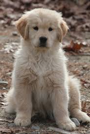 Welcome friends to our exquisite top quality english cream golden retrievers with many world championship bloodlines. Golden Retriever Breeders In Ma Petswall