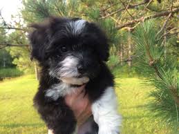 Learn more about pt havanese in ohio. Pin On Havanese Puppies