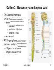 These messages could say to slow down or speed up, depending on the situation. 3 Ns Cs Pdf Outline 3 Nervous System Spinal Cord Cns Central Nervous System Brain Depends What Area On The Cerebrum You Injure That Effects Certain Course Hero