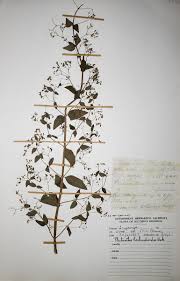 Image result for Isodon ramosissimus