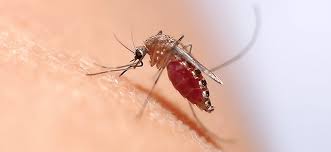 Are Mosquito Foggers Effective
