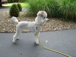 Check spelling or type a new query. Short Legged Minis Poodle Forum