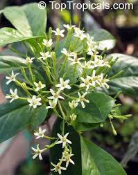 Image result for Tarenna