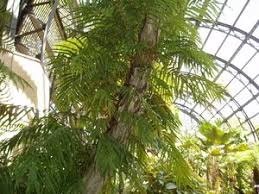 Image result for Stenochlaena