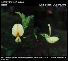 Image result for Aeschynomene indica