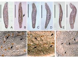 Image result for Isoglossa ciliata