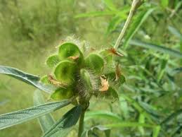 Image result for Eriosema laurentii