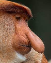 Nothing Is Hotter Than A Big Nose When You Re A Proboscis Monkey It Is Used For Showing Your Masculinity And It Works As A Loudspeaker