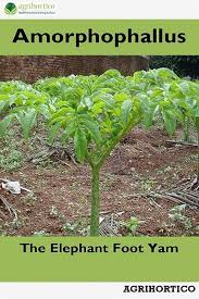 Image result for Amorphophallus