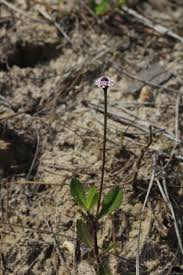 Image result for Phyla nodiflora