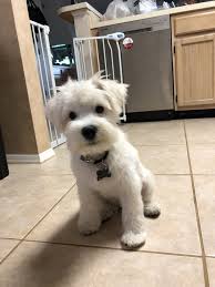 Black And White Mini Schnauzer Puppies Auggie White Mini Schnauzer Mini Schnauzer Schnauzer Miniature Schnauzer