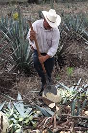 You don't taste factory made, but rather a family made tequila with an extraordinary experience. How Is Tequila Made