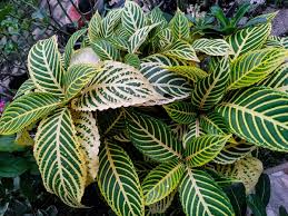 Image result for Sanchezia speciosa