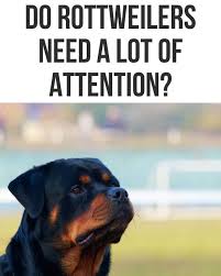 We are a rottweiler breeder directory that shares rottweiler news, stories, and pictures. Fsde3f8180etbm