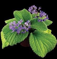 Image result for Streptocarpus eylesii × michelmorei