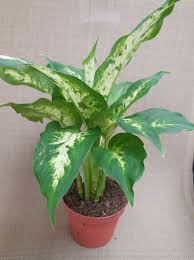 Dieffenbachia How To Grow Dumb Cane Rostliny