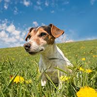 Zur anzeige muss javascript eingeschaltet sein! Tierschutzverein Herne Wanne E V Tierschutz Wanne