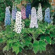 Pin On Au Jardin A Planter Et Ou Entretenir