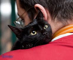 Animal Assisted Therapy Petfinder Cat Injuries Pets Cats