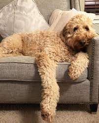 Hottest Cost Free Labrador Retriever Full Grown Tips Costfree Full Grown Hottest Labrador Retriever Tips Labradoodle Puppy Labradoodle Poodle Mix
