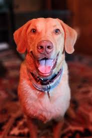 Expert Dog Trainer & Behaviorist