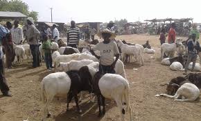 Sheeps In Northern Ghana On The Cattle Market Schafe